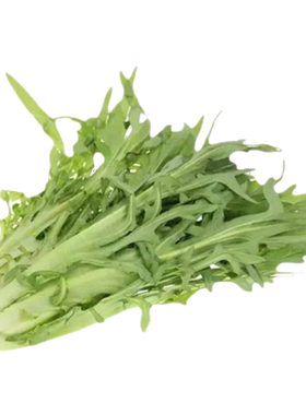 花芽甜唛菜种子大全四季阳台盆栽