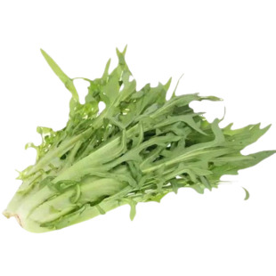 花芽甜麦菜种子花叶苦唛菜种籽口感甜脆高产四季农家菜园蔬菜种孑