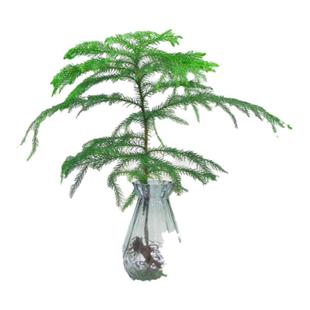 水培植物南洋杉盆栽室内桌面好养绿植花卉盆栽净化空气四季常青