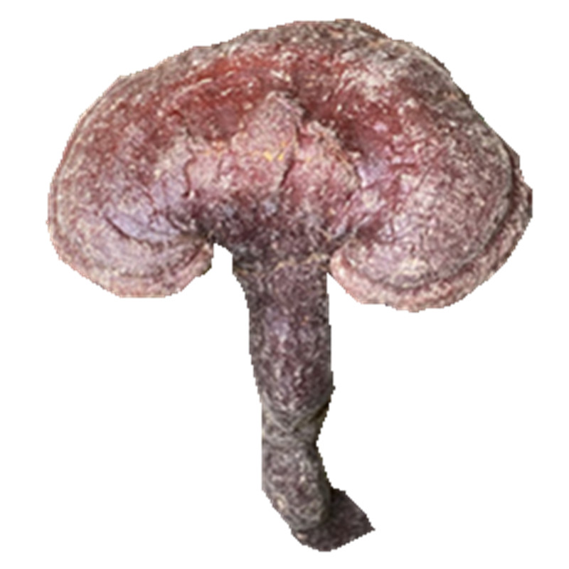 长白山纯野生天然可切片赤灵芝