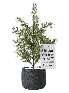 植柏树松树盆栽摆件场景装饰品