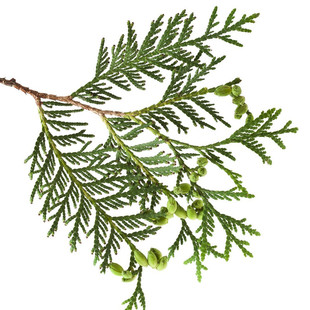 特价野生采摘新鲜柏树枝云贵川地区特产烟熏腊肉材料装饰5斤包邮