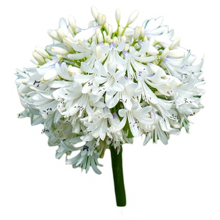 海蒂的花园百子莲圣母皇太后多年生植物阳台庭院花卉植物盆栽