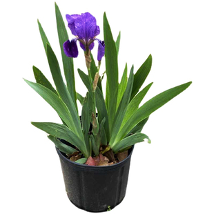 德国鸢尾花园花镜多年生常绿鸢尾 水生陆生线条植物耐寒耐热花卉