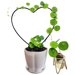 红藤招财山乌龟植物金不换小圆叶盆栽云南多肉花卉水培爬藤绿植物
