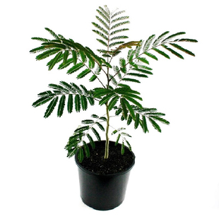 合欢树苗芙蓉花小苗庭院园林行道耐寒盆栽绿化风景大花树合欢花树