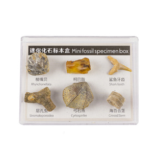 古生物菊石化石标本盒天然原石矿石迷你石头摆件奇石宝石儿童玩具