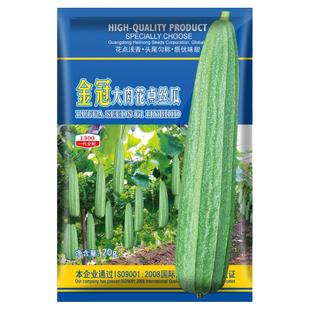 花点大肉丝瓜种子/籽新品种浅棱丝瓜超长特大四季子爬藤蔬菜孑