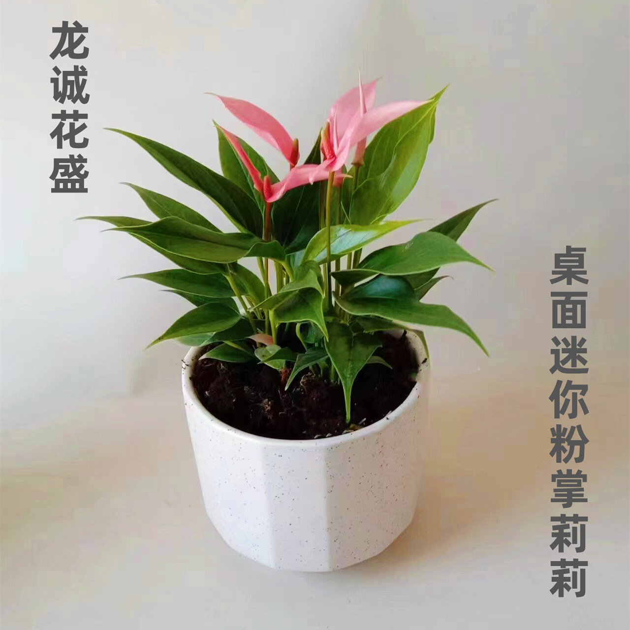 龙诚花盛红掌迷你桌面粉掌莉莉室内外种植吸甲醛净化空气美化环境