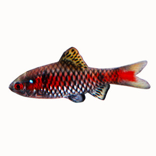 钻石彩虹鲫进口鲤科小型活体群游观赏鱼冷水耐寒易养热带鱼原生鱼
