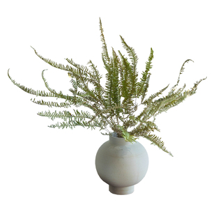 天然干燥花植物干花树叶插花装饰配草家居软装摆件拍摄道具芒萁叶