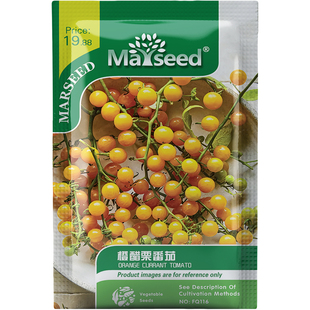 橙醋栗番茄种子种苗柑橘橙迷你灯笼串果爆甜多汁鲜食盆栽蔬菜C070