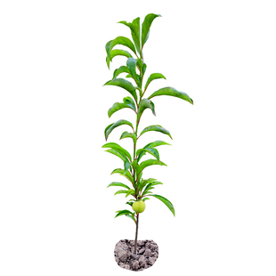 蜂糖李子树苗嫁接苗木特大脆李四川李树果苗带土发货新品种果树