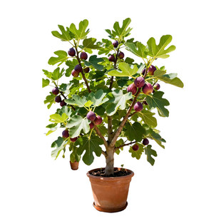 无花果树果苗特大果当年结果南方北方种植盆栽矮化波姬红果树耐寒