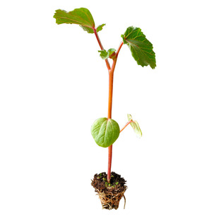 红秋葵种苗番茄西红柿秧苗辣椒茄子黄瓜苗子四季阳台盆栽蔬菜苗孑