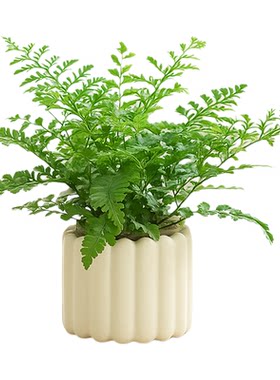 吉姆蕨盆栽蕨类植物懒人室内造景