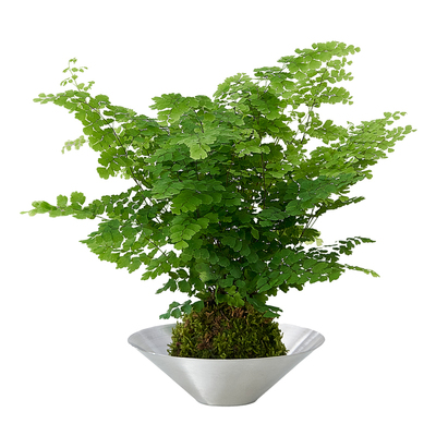 居家耐阴好养意境水培植物铁线蕨