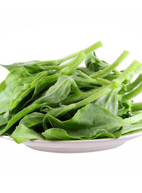 新鲜冰草冰菜沙拉菜送沙拉酱顺丰