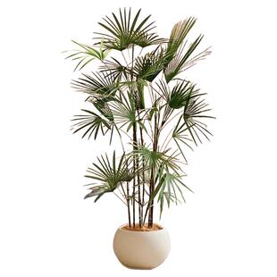 大型植物金山棕竹细叶客厅绿植竹子盆栽办公室内落地大号四季好养