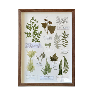大幅蕨类植物标本画纯天然北欧ins文艺装饰画日式壁画客厅组画