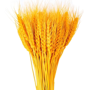 【优选大麦】黄金大麦穗干花招财大麦花束源头工厂开业大麦花篮