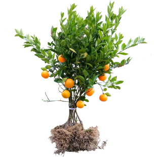 正宗德庆皇帝柑树苗贡柑特大苗沃柑脐橙沙糖桔子树苗带果带泥发货