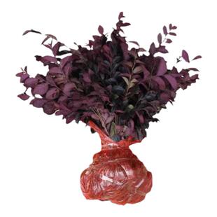 红花继木球红花继木树苗老桩盆景庭院园林绿化带工程苗木围墙植物