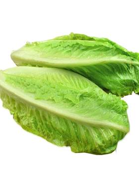 绿食者包心罗纹凯撒生菜沙拉食材