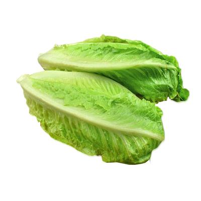 绿食者包心罗纹凯撒生菜沙拉食材