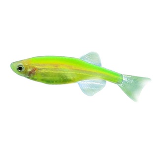 碟翼斑马鱼红斑马鱼蓝斑马鱼天使鱼草缸鱼小型鱼热带鱼孔雀观赏鱼