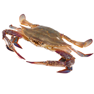 【保鲜不保活】烟台梭子蟹大红膏蟹龙口海鲜海蟹特大母蟹活发螃蟹