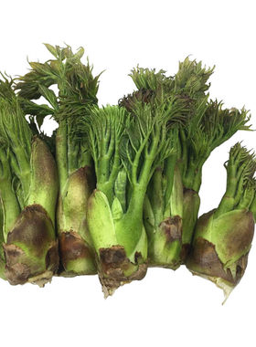 野菜新鲜刺老芽刺龙芽产地发货