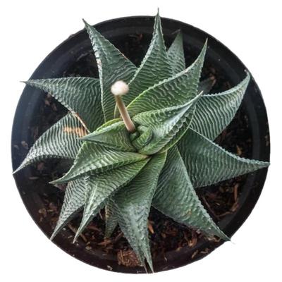 绿植盆栽开花十二卷多肉植物特价
