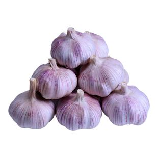 地头价2025年新鲜干紫皮大蒜头干蒜批发价包邮