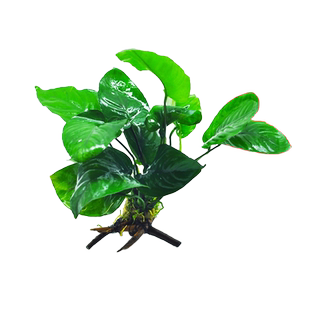 水榕水草沉木水草懒人阴性活体九冠鱼缸真草植物大叶榕迷你榕造景