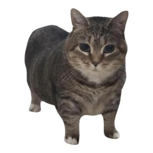 【猫meme】旋转立牌透明亚克力创意发颠表情包搞笑周边送朋友礼物