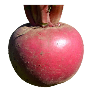 农科院东北雌性大红袍大红萝卜种子农家四季萝卜种籽蔬菜种孑