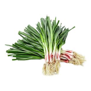 现挖农家香蒜叶当季蔬菜新鲜红头红根蒜苗新鲜紫皮大蒜苗青蒜苗