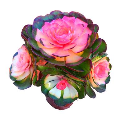 彩色红心法师阳台庭院奇趣品种