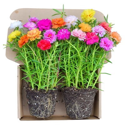 重瓣太阳花苗宿根枝条带根带花苞盆栽室内外好养花卉四季绿植开花