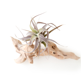 龙灵|BC x 伯利兹卷 空凤故事自杂品种 室内绿植空气凤梨