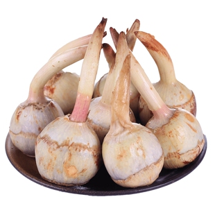 扬州宝应茨菇新鲜茨菇大白慈姑5斤清甜粉糯马蹄应季菜燕尾菇