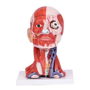 头部肌肉血管附脑10部件模型颅腔结构神经血管医用解剖教学标教具