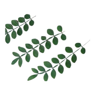 diy胡椒木押花教学儿童植物标本