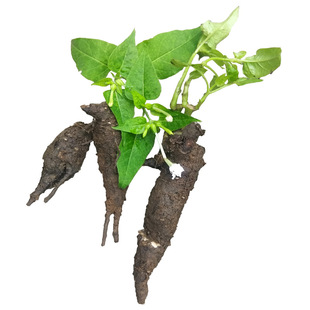 贵州深山钻入地老鼠 500g包邮新鲜中药材紫茉莉根胭脂花头种煲汤