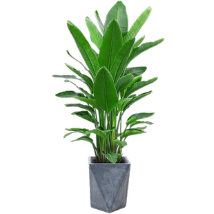 送货上门 天堂鸟盆栽绿植室内大型客厅植物落地真树鹤望兰大禄植