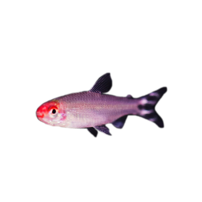 群游红鼻剪刀观赏鱼热带鱼