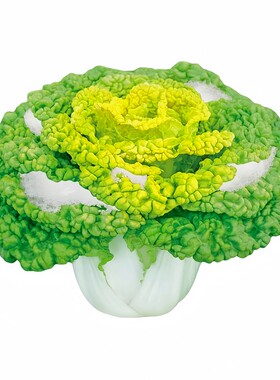 黄心乌黑心乌塌菜秋冬耐寒可越冬