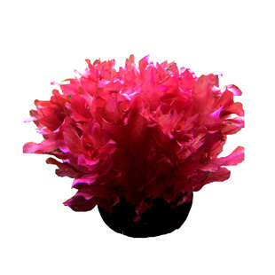 鱼缸活体水草植物趴地真草阴性水培懒人水榕无土增氧坨草造景前景