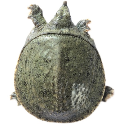 甲鱼鳖苗活体南方北方养殖中华鳖